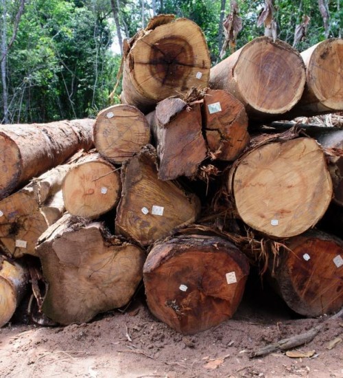 Aripuanã, Colniza e Juína têm restrição florestal prorrogada até maio