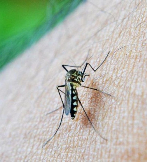 Dengue pode causar complicação rara que leva à paralisia, aponta estudo