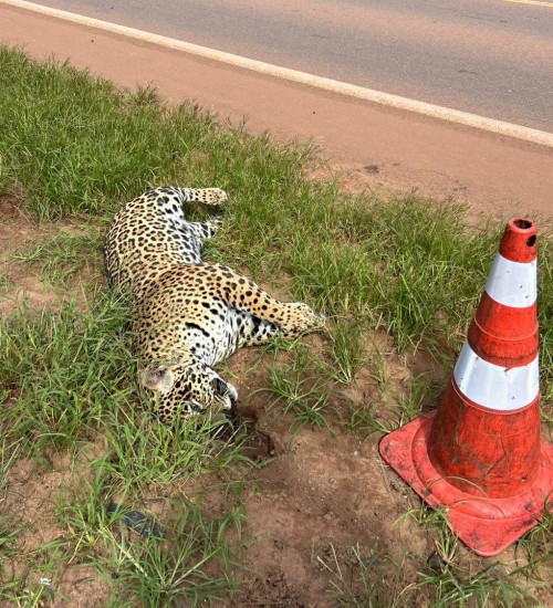 Onça-pintada é atropelada na BR-163 em Sinop