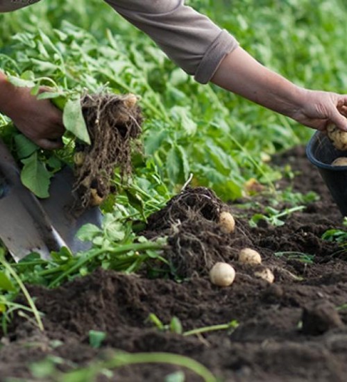 Produção de batata cresce com tecnologia e melhora de preços