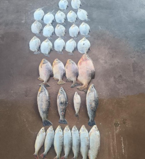 Batalhão Ambiental da PM prende homem com 13 quilos de pescado ilegal