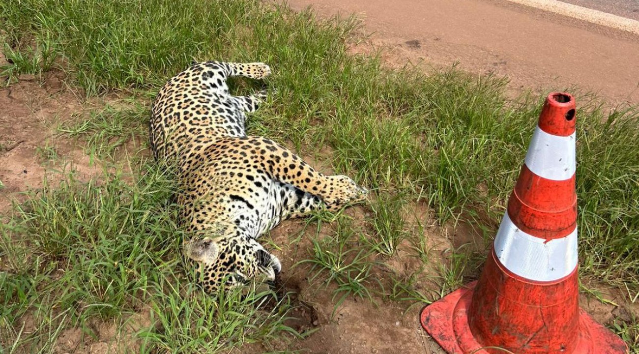 Onça-pintada é atropelada na BR-163 em Sinop