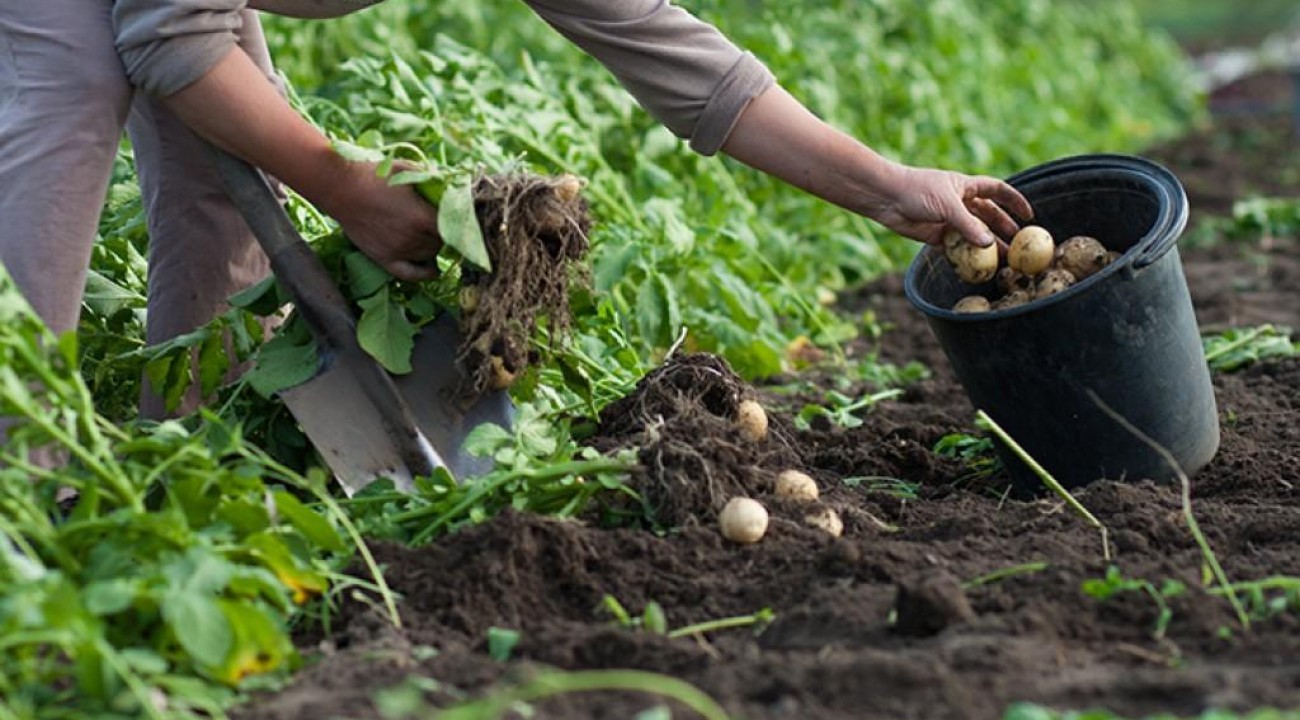 Produção de batata cresce com tecnologia e melhora de preços