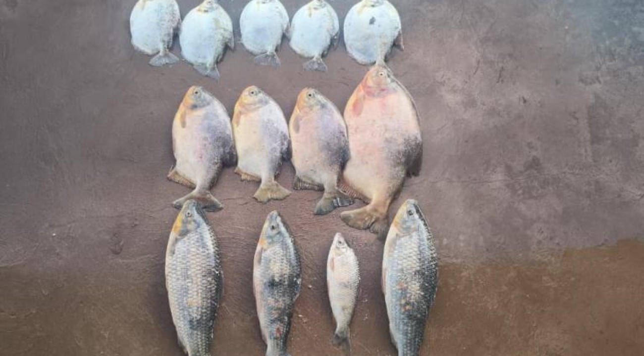 Batalhão Ambiental da PM prende homem com 13 quilos de pescado ilegal