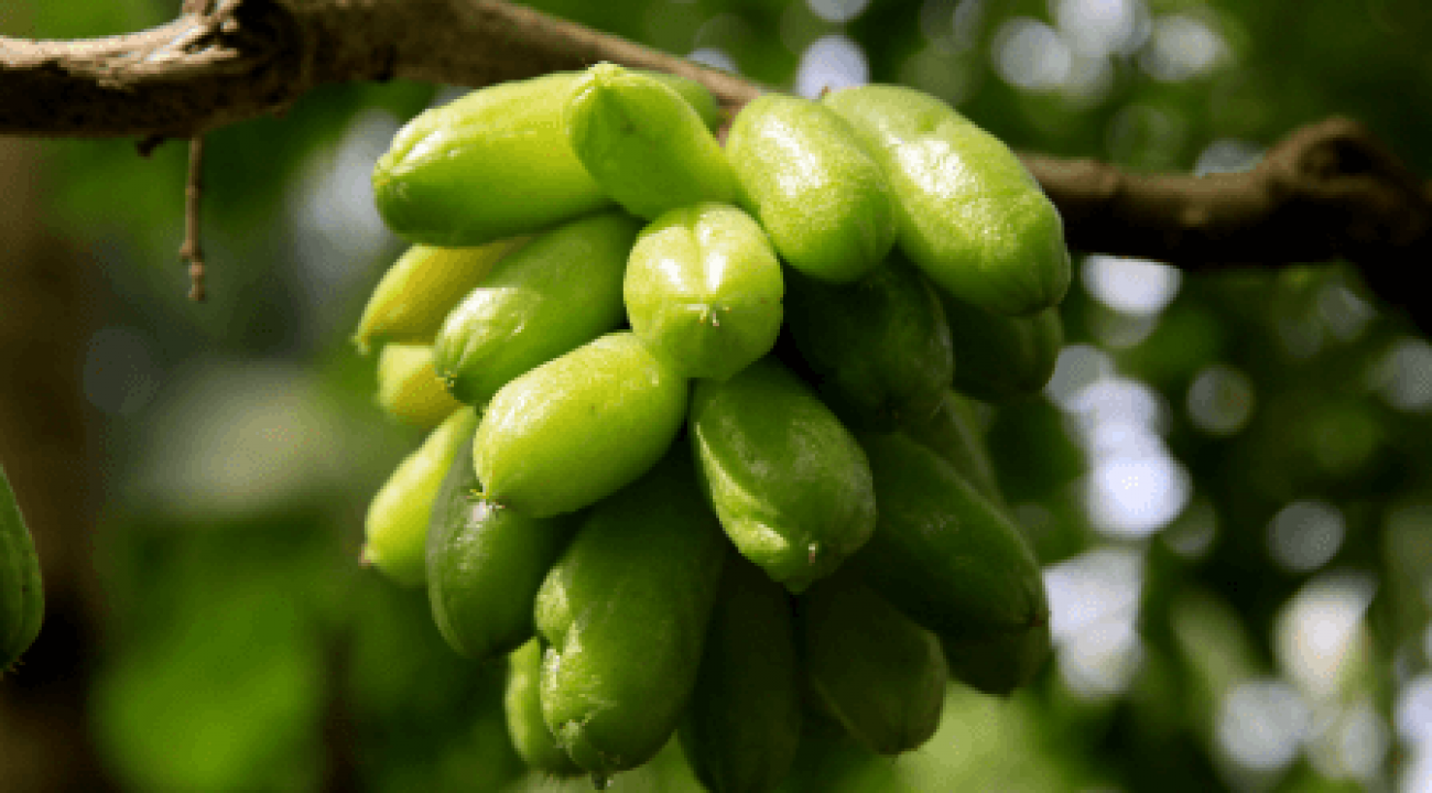Conheça a Biribiri, fruta azeda que traz benefícios para a saúde